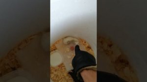 Дикая Ласка! В домашних условиях.