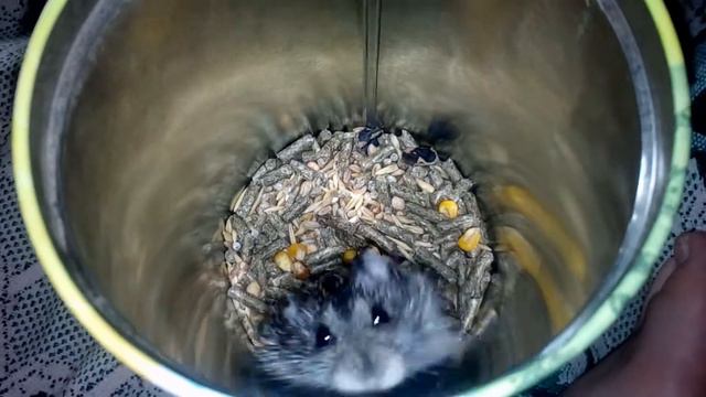 Мой хомяк в банке))) смотреть онлайн