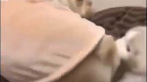 На войне все средства хороши