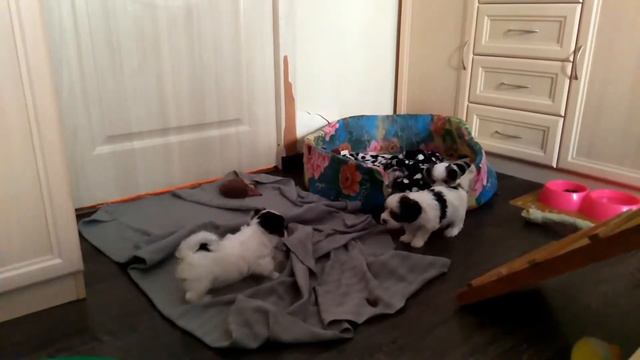 Прогулка молокососов. Бивер Боня и дети. смотреть онлайн