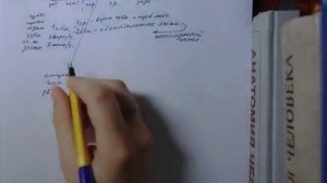 Развитие пищеварительной системы.