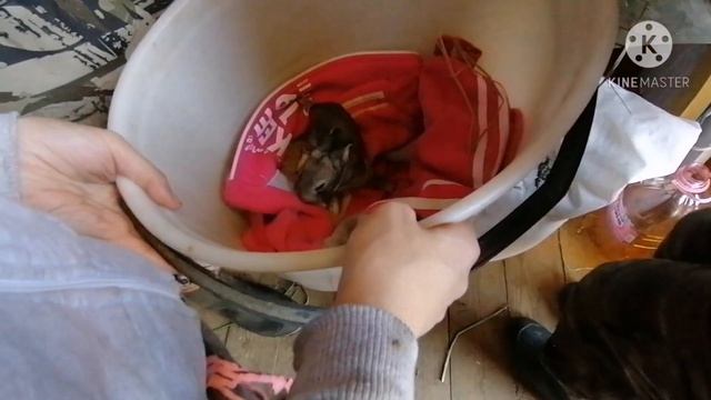 Маленькие крольчата на даче. Расскажем Как ухаживать, кормить и гулять.