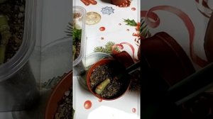 Фенестрария черенкование в домашних условиях, эксперемент.