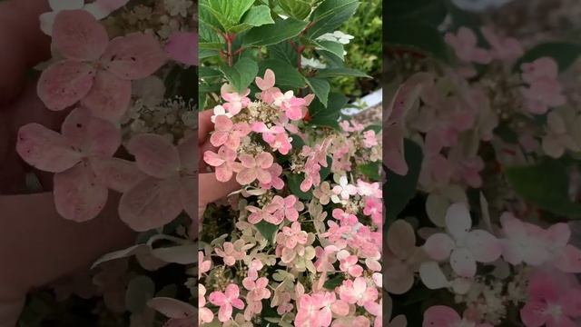 Гортензия метельчатая (Hydrangea paniculata `Polestar`) Эта малышка одна из самых раннецветущих.