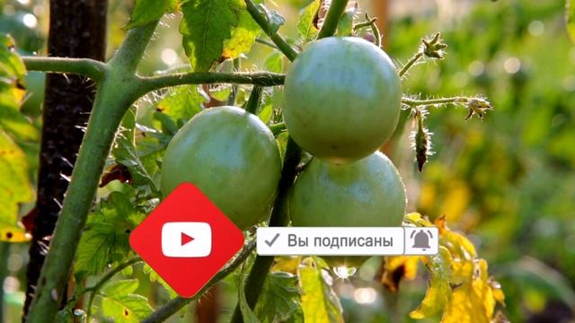 Многие едят Помидоры но даже не задумываются о влиянии помидоров на организм.
