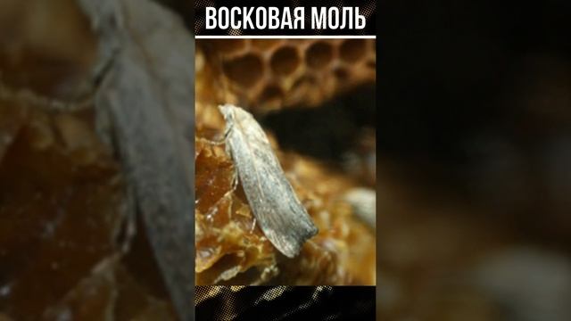 Большая и малая восковая моль #shorts