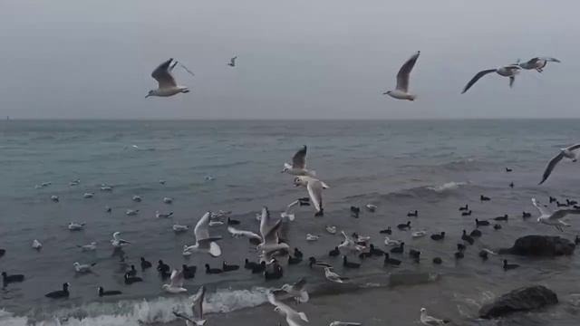 Кормят лебедей в море прямо с рук! Зимнее море в Крыму