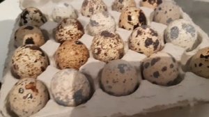 Овоскопирование, куриное яйцо. Эксперимент с магазинным перепелиным яйцом. Солянка в инкубаторе .