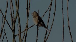 Пение птиц. ПЕНИЕ КОНОПЛЯНКИ (реполов)  Linaria Cannabina. Звуки природы 1 час