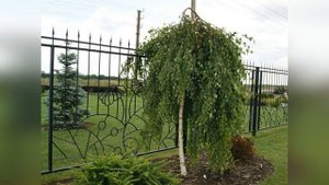 Береза в ландшафтном дизайне