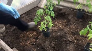Правильная высадка рассады помидоров в теплицу!