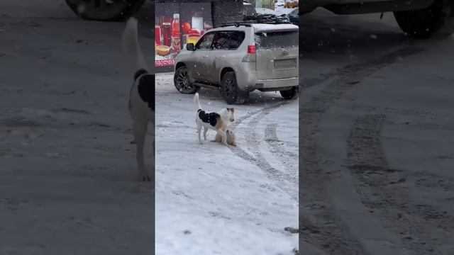 Серия 1. Подъемники, Гудаури и грандиозные планы на маршрутку