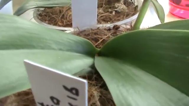 Орхидеи! Чувства! смотреть онлайн