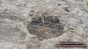 ? ЭТИ 3 ОШИБКИ при ПОСАДКЕ ВИНОГРАДА перевернут Ваш  уход за виноградом с ног на голову.