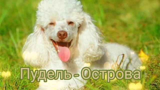Пудель - Острова|Шоу "Маска-4"|[2-Выпуск?]