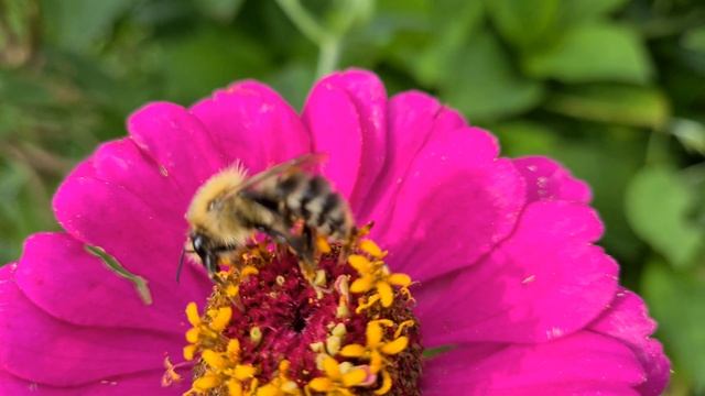 Цинния изящная и пчела. Пчела очень близко. Дачный участок в Германии. 4K видео смотреть онлайн