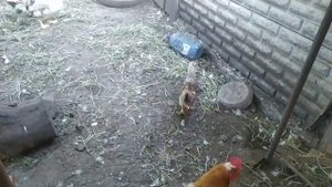 Цыплятам 2 месяца, переводим в общий птичий двор)