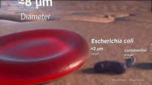 Занимательное сравнение некоторых микроорганизмов.