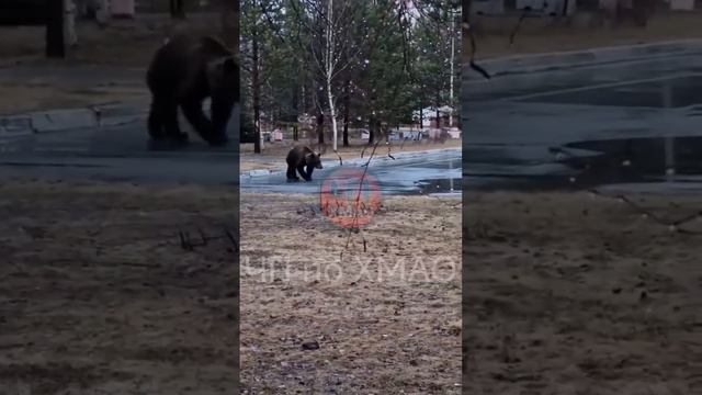 Новый этап знакомства с медведем в Лангепасе. Потом в гости позовут с ночёвкой 🐻❤️ (ЧП по ХМАО)