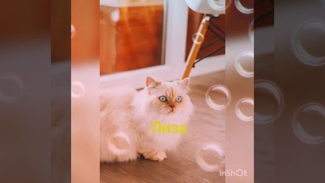 Какая ты кошка по ИМЕНИ ?. смотреть онлайн