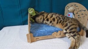 Бенгальская кошка, бенгальские котята  питомник "Skyey Gift"