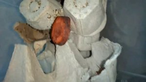 Банановый сверчок в домашних условиях