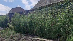 Высокорослый горох  Гороховые джунгли  Интересный сорт спаржевого гороха до 3х метров высотой!