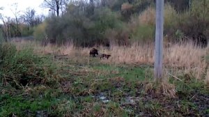 Курцхаар. Притравка курцхаара по вольерному кабану