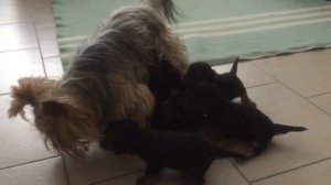 Щенки йорков *25 дней*Рычат, Пищат, Бегают.