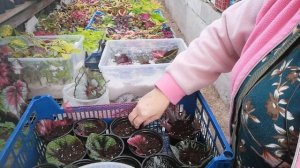 Бегония декоративно лиственная размножение листом