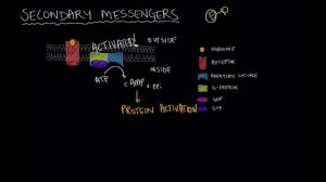 Cellular mechanism of hormone action | Endocrine system physiology | NCLEX-RN | Khan Academy