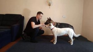 ДРЕССИРОВКА СОБАК| КАК ДРЕССИРОВАТЬ ДВЕ СОБАКИ| НЕМЕЦКАЯ ОВЧАРКА И МЕТИС