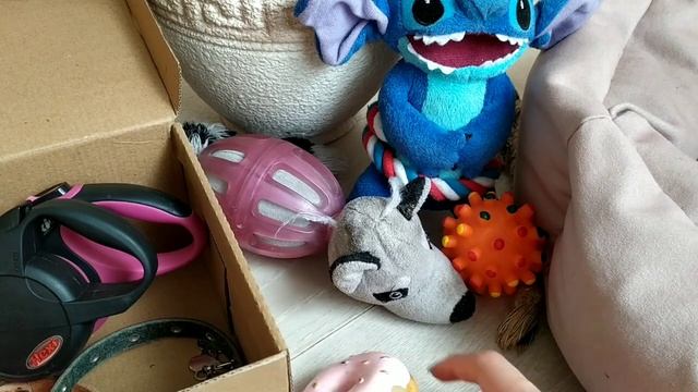 Русский Той Терьер / все для Русского Той Терьера / одежда и аксессуары для собак