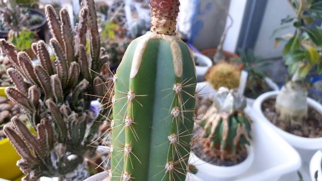 Сулькоребуция на разных подвоях. смотреть онлайн