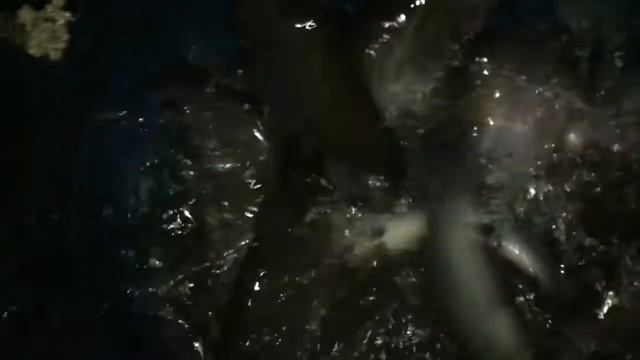 12 11 2017 Клевое место привоз форели 1 тонна 300 кг смотреть онлайн