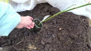 Как сохранить черенки роз зимой?