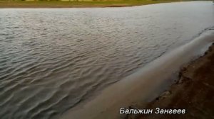 Ловим верхогляда,жереха на спиннинг.Река Амур.Коротко...