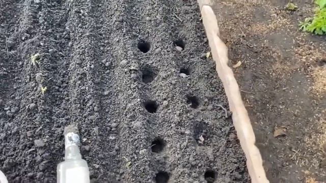 Сажаю чеснок быстрым и аккуратным способом. Лайфхаки с чесноком смотреть онлайн