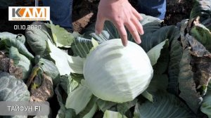 Обзор капусты Тайфун F1