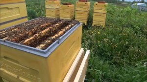 ГДЕ БРАТЬ ПЧЕЛУ ДЛЯ НУКЛЕУСОВ