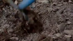 Зола - УДОБРЕНИЕ ДЛЯ САДА