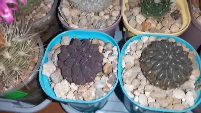 Обзор мини коллекции кактусов и суккулентов, часть 1, #cactus