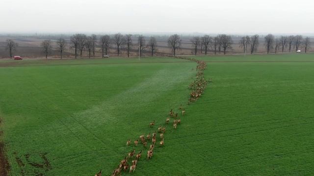 Délutáni szarvas vonulás sátorhelynél. Deers crossing a road in Hungary смотреть онлайн