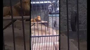 Ревущий Лев в Клетке Зоопарка!