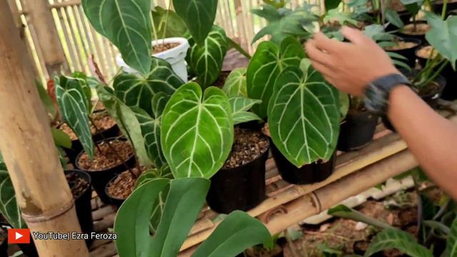 WOW TANAMAN DISINI MURAH BANGET, SYGONIUM MOJITO 25RIBU!! SK FLORA - BANG IWAN