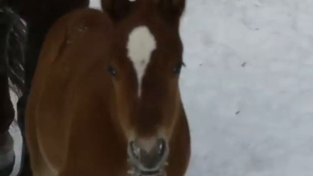 Ladys In Command with Santana's son.mpg смотреть онлайн