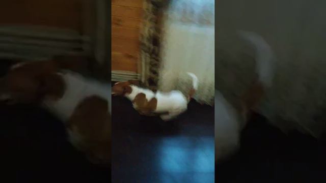 Джони в очень хорошем настроении 🐕😂❤️ смотреть онлайн
