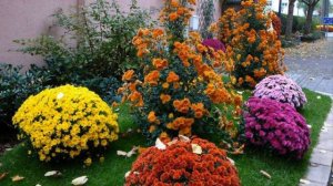 Как создать красивый цветник с многолетними хризантемами