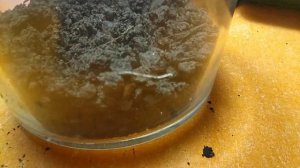 вечный террариум | как сделать вечный террариум.