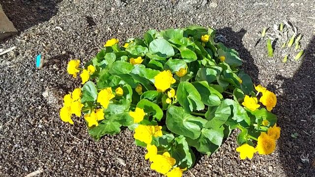 6 мая 2023 г. Калужница предпочитает светлые и влажные поляны. смотреть онлайн